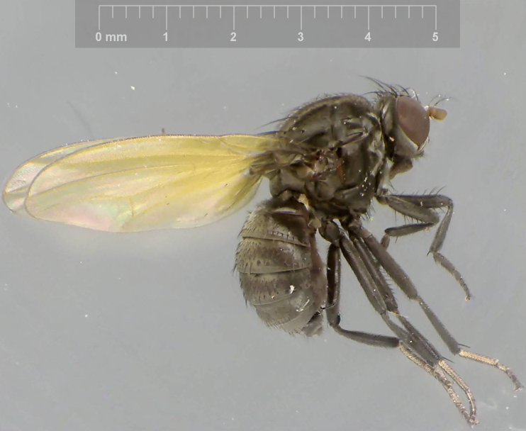 Minettia longipennis2